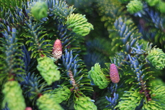 Picea jezoensis jezoensis