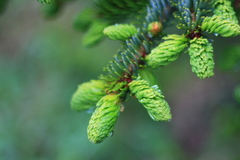 Picea jezoensis jezoensis