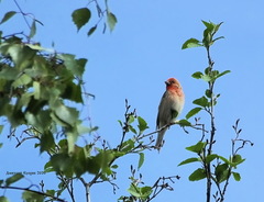 Carpodacus erythrinus