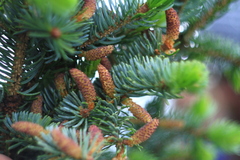 Picea jezoensis jezoensis