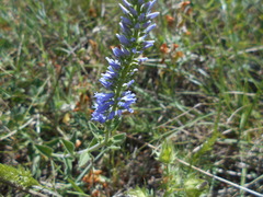 Veronica barrelieri