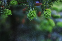 Picea jezoensis jezoensis