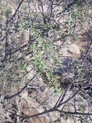 Diospyros ramulosa