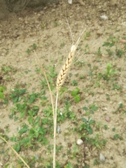 Triticum aestivum