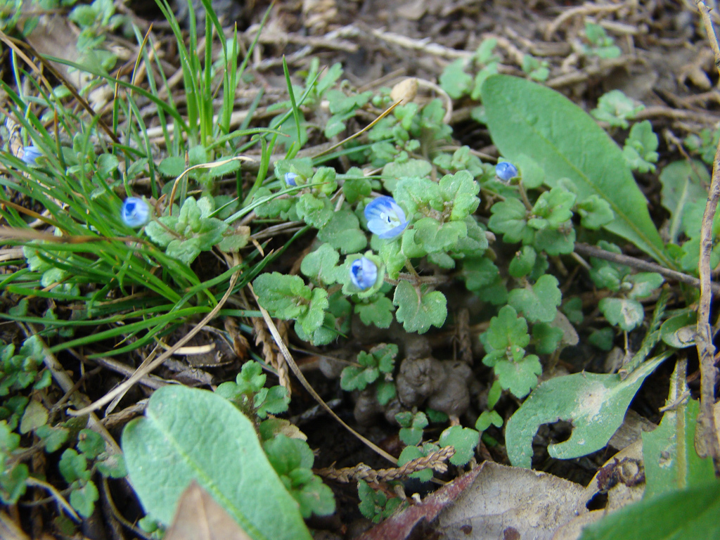 Grey Field-speedwell (Wildflowers of Eisenhower State Park) · iNaturalist