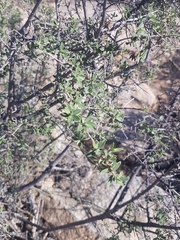 Diospyros ramulosa