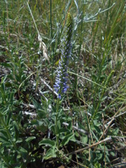 Veronica barrelieri
