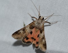 Drasteria ingeniculata