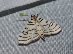 Conchylodes concinnalis