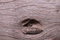 Stenocotini
