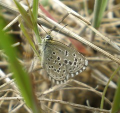 Pseudophilotes panoptes