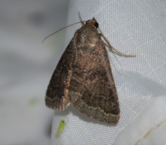 Matigramma pulverilinea