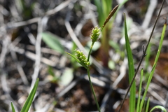 Carex crawei