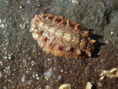 Acanthochitona crinita