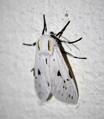 Ectypia bivittata