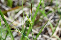 Carex crawei