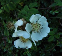 Rosa arvensis
