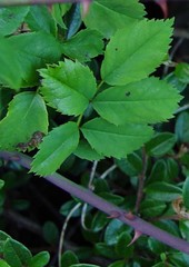 Rosa arvensis