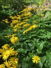 Doronicum caucasicum
