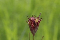 Dianthus andrzejowskianus