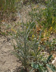 Xeranthemum cylindraceum