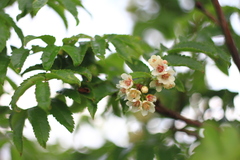 Sorbus sambucifolia