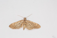 Eupithecia vulgata