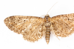 Eupithecia vulgata
