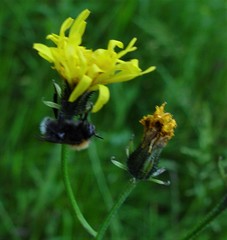 Crepis biennis