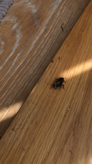 Bombus hypnorum