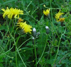 Crepis biennis