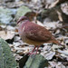 Ruddy Quail-Dove - Photo (c) Kim Hansen, some rights reserved (CC BY-SA)