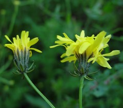 Crepis biennis