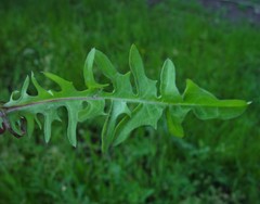 Crepis biennis