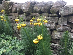 Lilium pyrenaicum