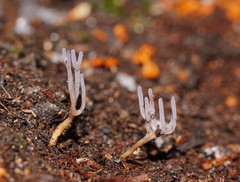 Ramariopsis pulchella