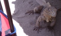 Cyclura nubila