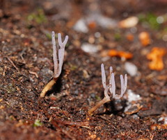 Ramariopsis pulchella