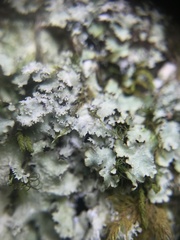 Punctelia appalachensis