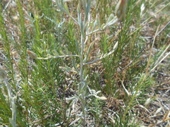 Xeranthemum cylindraceum