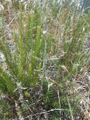 Xeranthemum cylindraceum