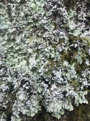 Punctelia appalachensis