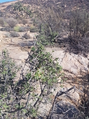 Diospyros ramulosa