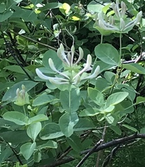 Lonicera caprifolium