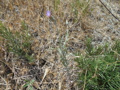 Xeranthemum cylindraceum