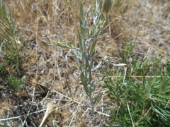 Xeranthemum cylindraceum