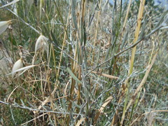 Xeranthemum cylindraceum