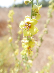 Verbascum gaillardotii