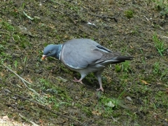 Columba palumbus