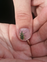 Chlorophanus viridis